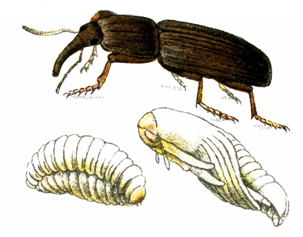 What should I do if I discover a Weevil Infestation? - Life cycle wheat weevil